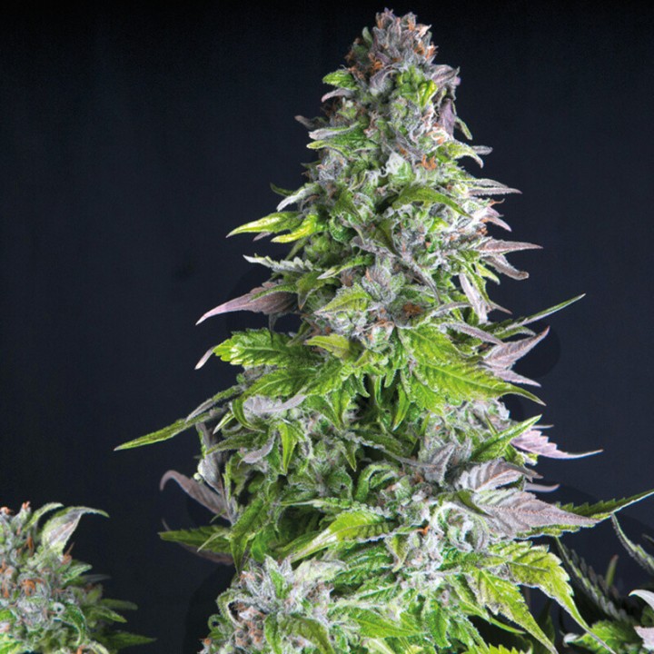 Romulan Pyramid Seeds