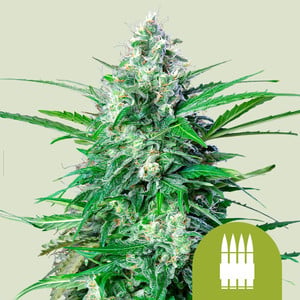 Royal AK Auto von Royal Queen Seeds