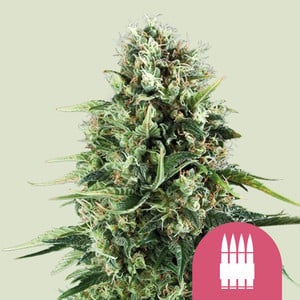 Royal AK von Royal Queen Seeds