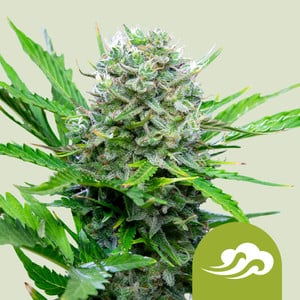 Royal Bluematic von Royal Queen Seeds