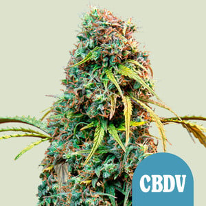 Royal CBDV Automatic von Royal Queen Seeds