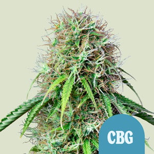 Royal CBG Automatic von Royal Queen Seeds