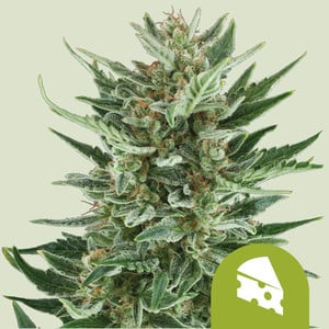 Royal Cheese Auto von Royal Queen Seeds