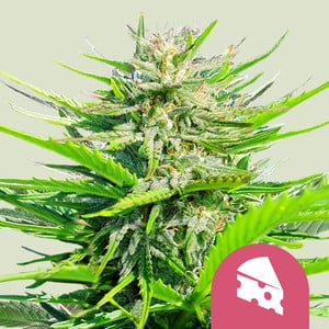 Royal Cheese (Fast Flowering) von Royal Queen Seeds