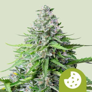 Royal Cookies Auto von Royal Queen Seeds