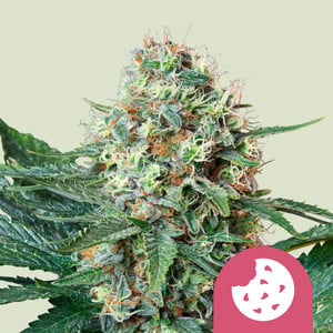 Royal Cookies von Royal Queen Seeds