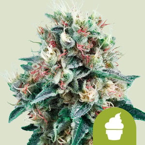 Royal Creamatic von Royal Queen Seeds