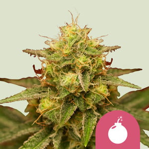 Royal Domina von Royal Queen Seeds