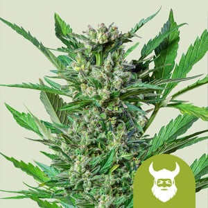 Royal Dwarf von Royal Queen Seeds