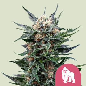 Royal Gorilla von Royal Queen Seeds