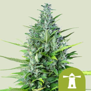 Royal Haze Auto von Royal Queen Seeds