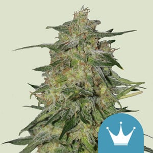 Royal Highness von Royal Queen Seeds
