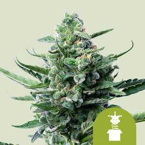 Royal Jack Auto 10 St. Royal Queen Seeds