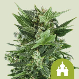 Royal Kush Auto von Royal Queen Seeds