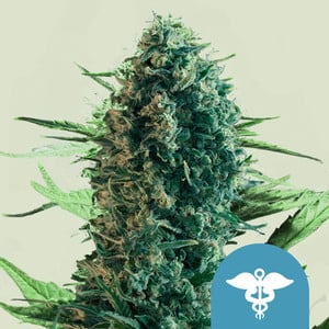 Royal Medic von Royal Queen Seeds