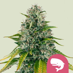 Royal Moby von Royal Queen Seeds