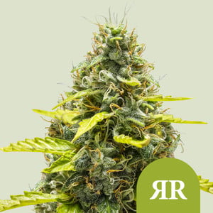 Royal Runtz Auto von Royal Queen Seeds