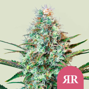 Royal Runtz von Royal Queen Seeds