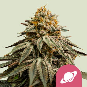 Royal Skywalker 1 St. Royal Queen Seeds
