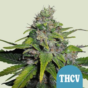 Royal THCV von Royal Queen Seeds