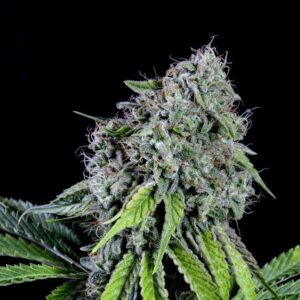 RS11 von Kannabia Seed Company