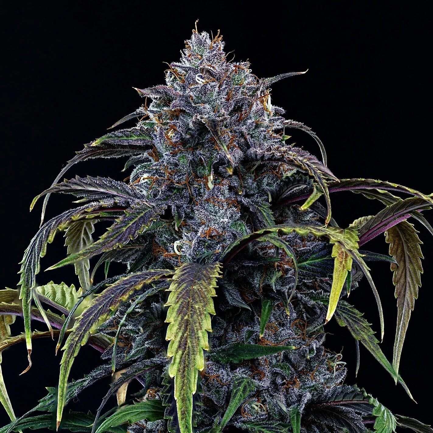 Rainbow Sundae 11 3+2 St. Mephisto Genetics
