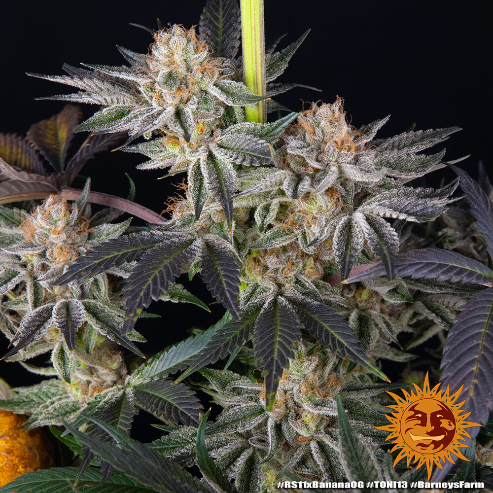 RS11 x Banana OG Barney's Farm