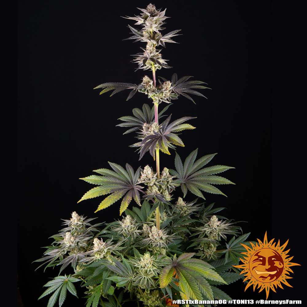 RS11 x Banana OG Barney's Farm