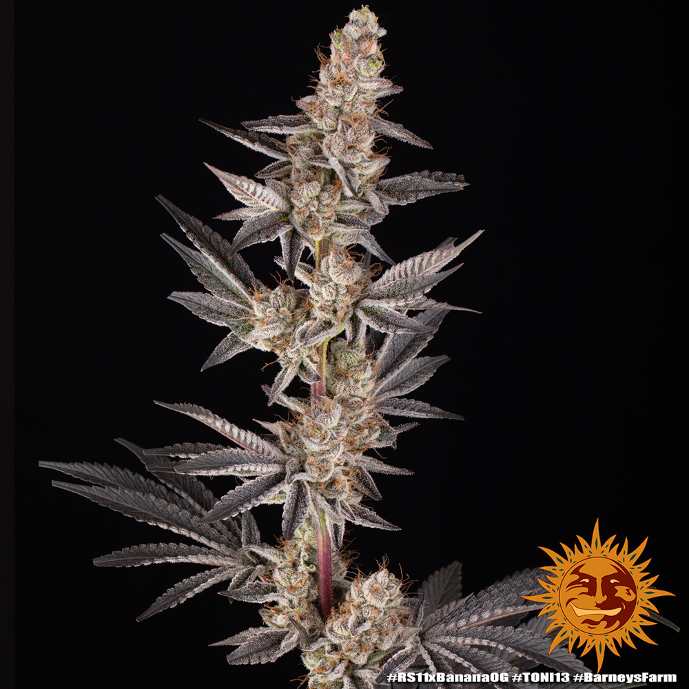 RS11 x Banana OG Barney's Farm