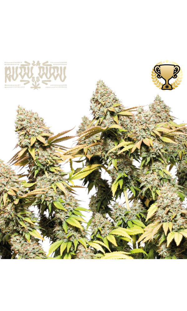 Rucu Cucu OG Auto von Seedstockers