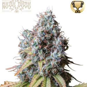 Rucu Cucu OG von Seedstockers