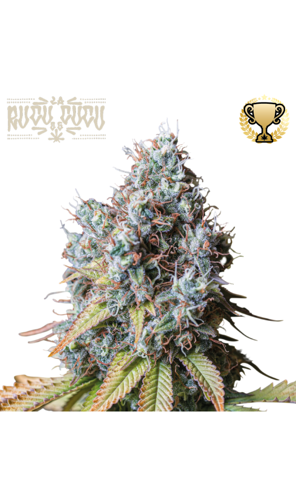 Rucu Cucu OG von Seedstockers