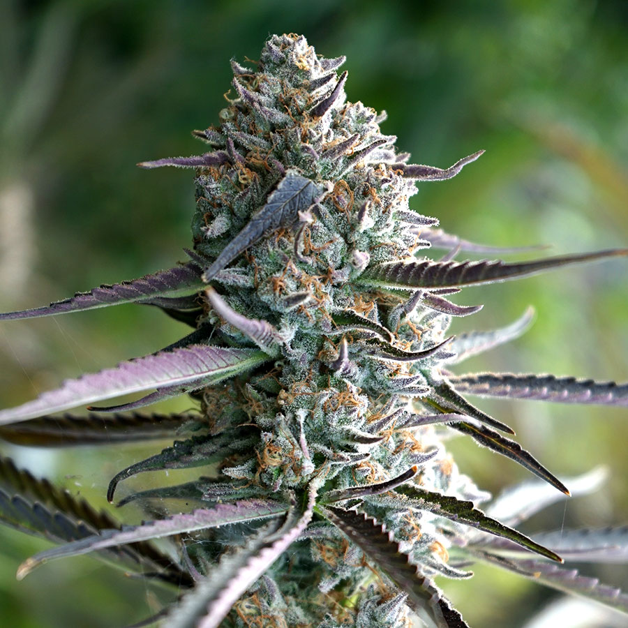 Runtz Fast Flowering von Humboldt Seed Organisation