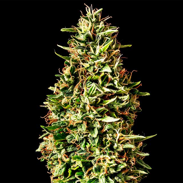 Runtz Auto von Kannabia Seed Company