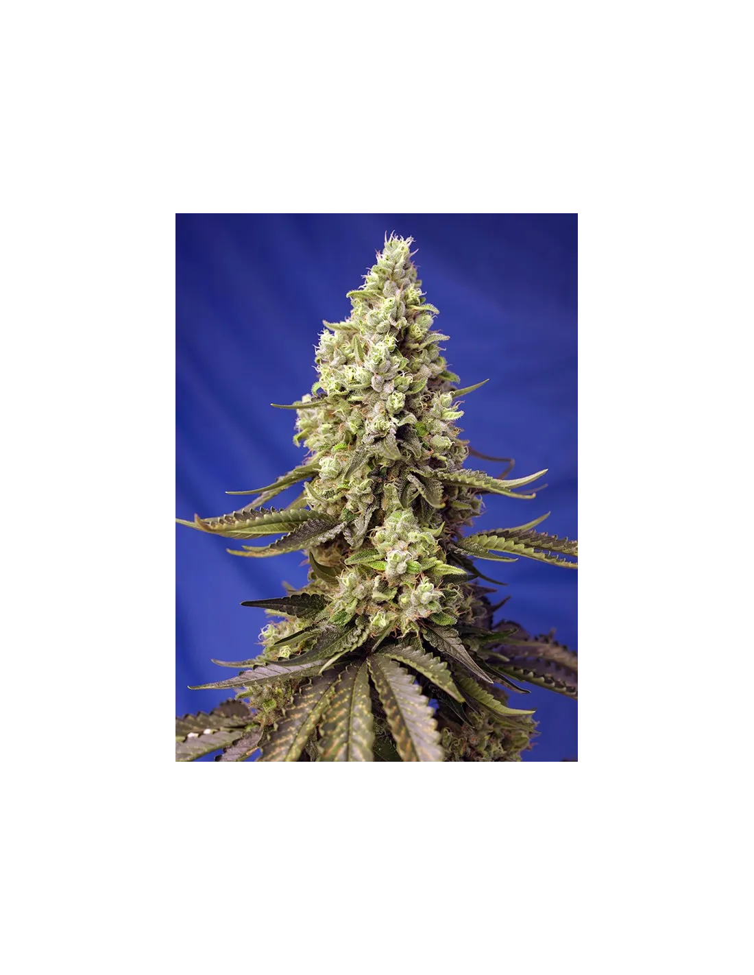 Runtz XL Auto von Sweet Seeds