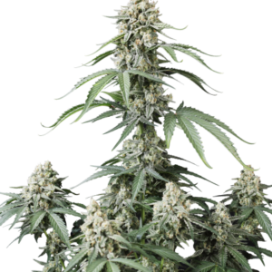 Banana Cherry Cookies Auto von Fast Buds