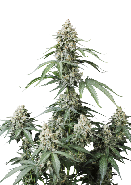 Banana Cherry Cookies Auto von Fast Buds