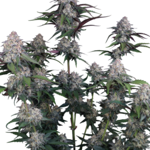 Lemon Cherry Sundae Auto von Fast Buds