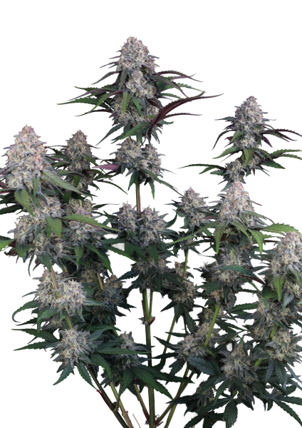 Lemon Cherry Sundae Auto von Fast Buds