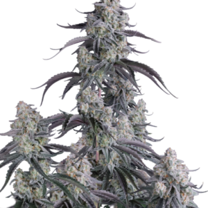 Pineapple OG Auto von Fast Buds