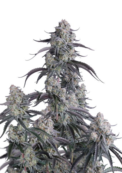 Pineapple OG Auto von Fast Buds