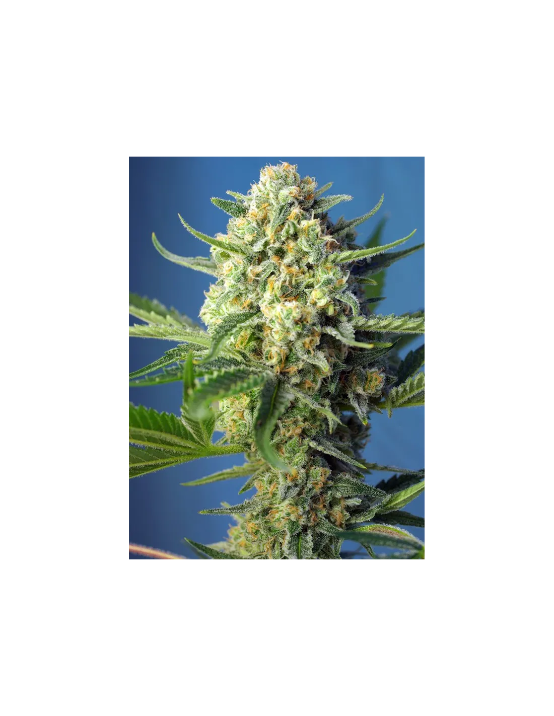 S.A.D. Sweet Afgani Delicious Auto von Sweet Seeds
