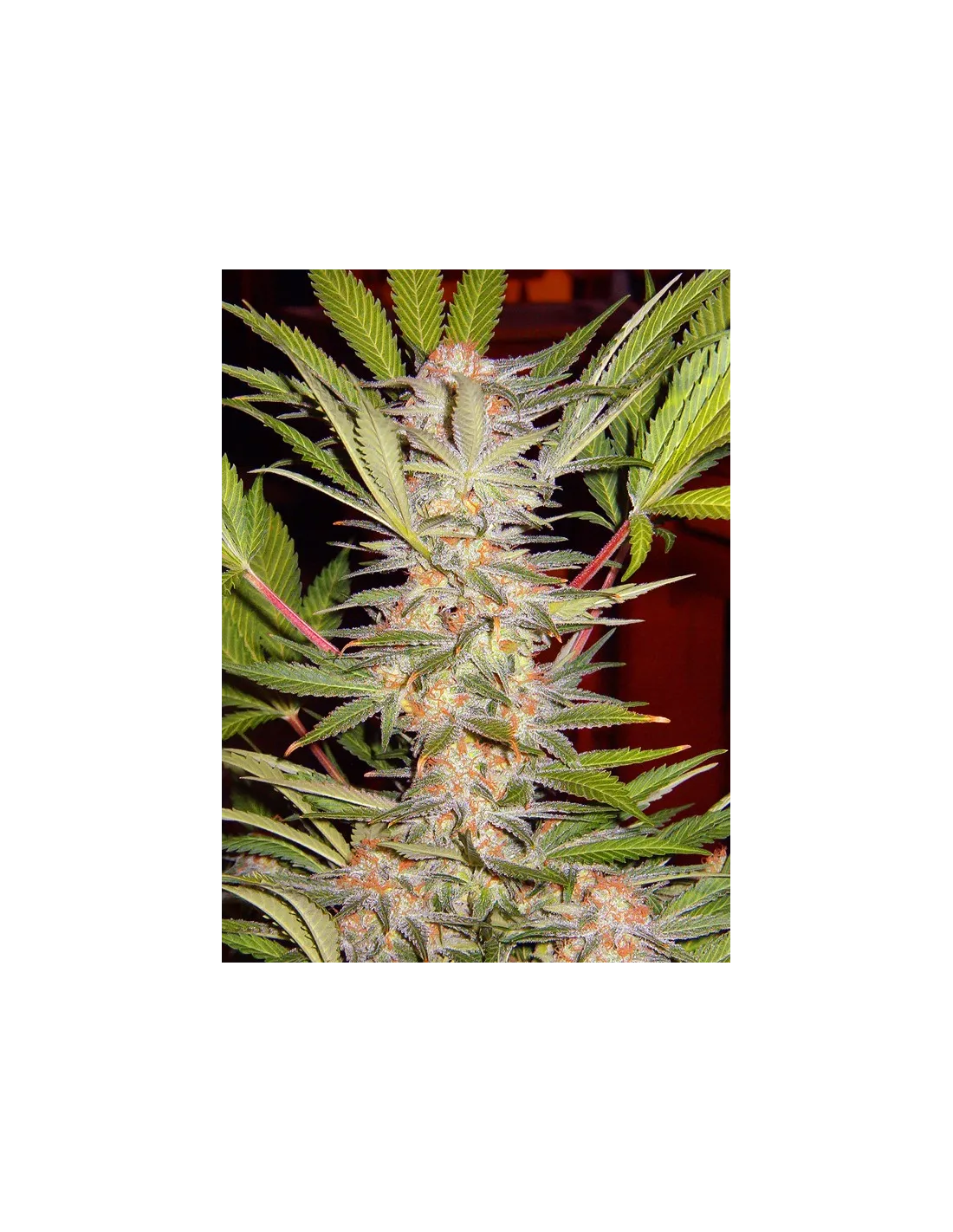S.A.D. Sweet Afgani Delicious F1 Fast Version von Sweet Seeds