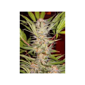 S.A.D. Sweet Afgani Delicious S1 von Sweet Seeds