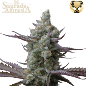 Sagrada Amnesia von Seedstockers