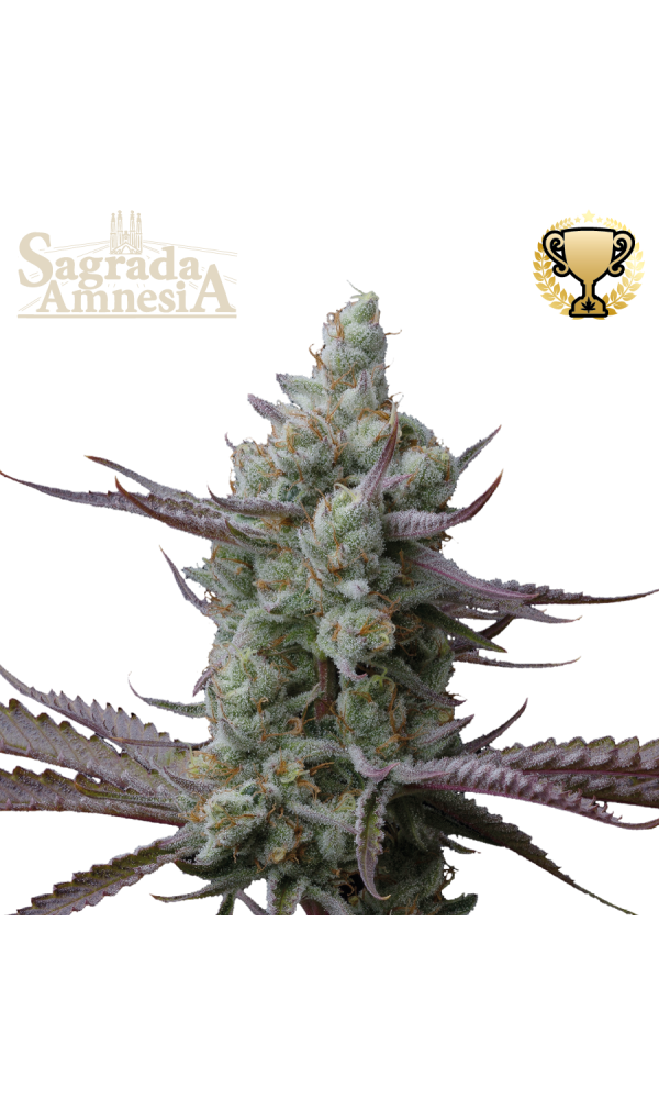 Sagrada Amnesia von Seedstockers