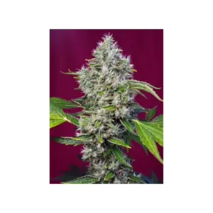 San Fernando Lemon Kush von Sweet Seeds