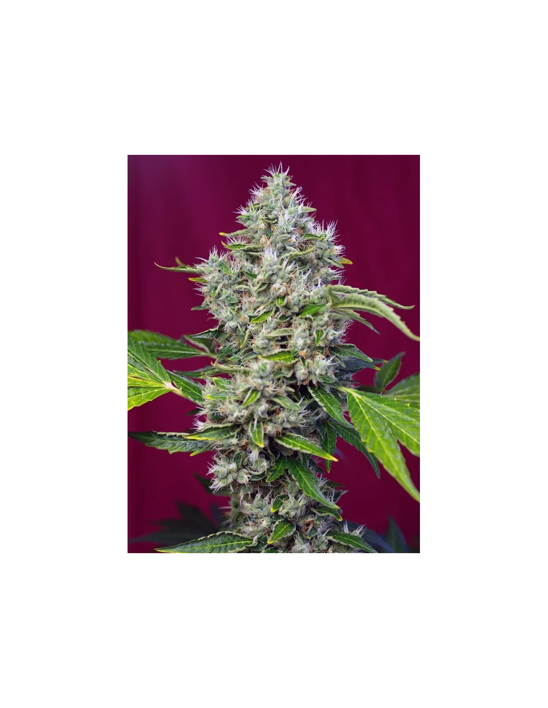 San Fernando Lemon Kush von Sweet Seeds