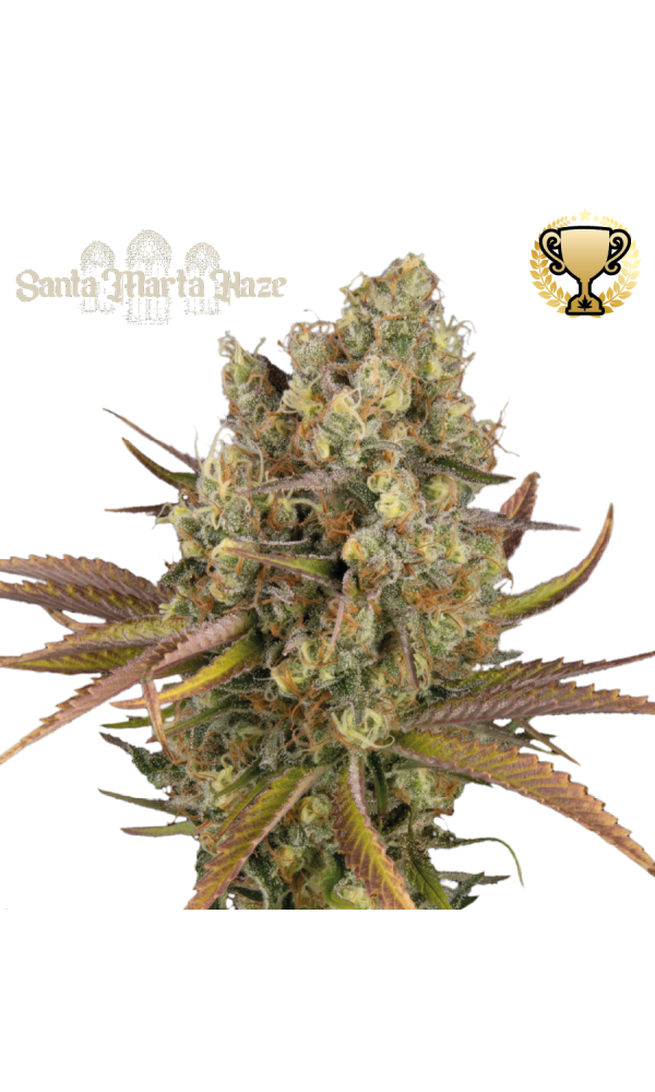 Santa Marta Haze Auto von Seedstockers