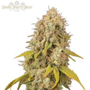 Santa Marta Haze von Seedstockers